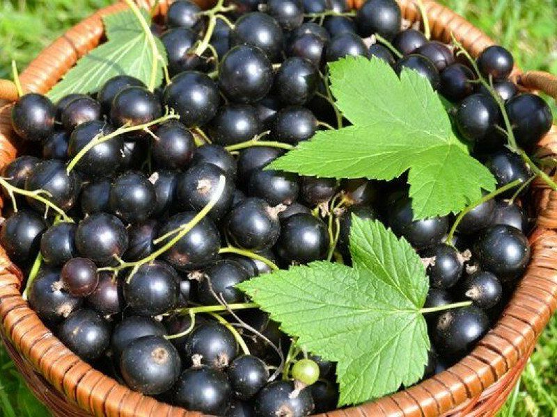 Смородина купить саженцы из питомника в Томске