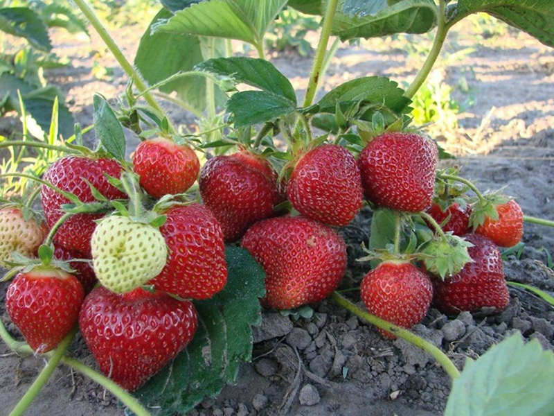 Клубника купить саженцы из питомника в Томске