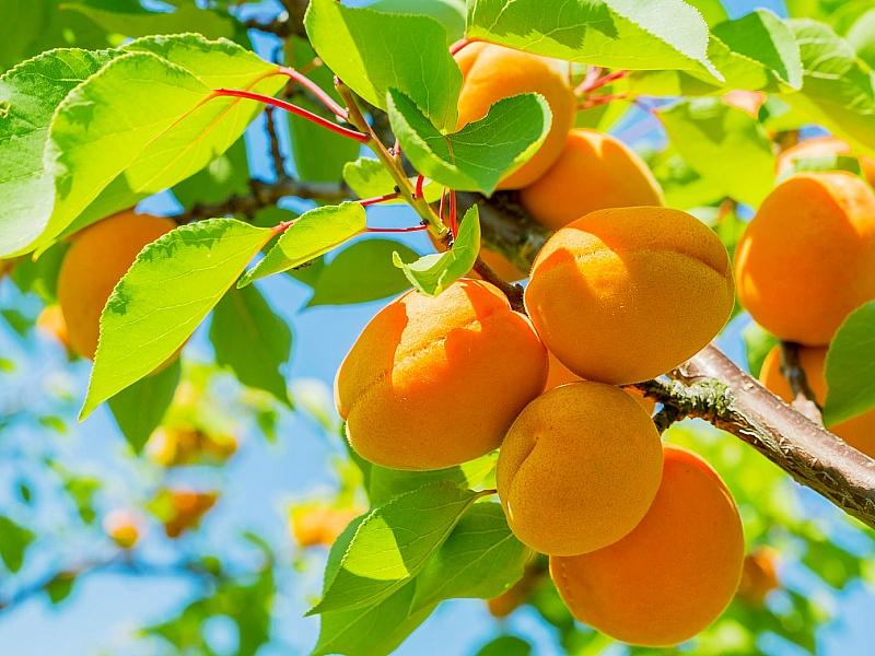 Абрикос купить саженцы из питомнике в Томске
