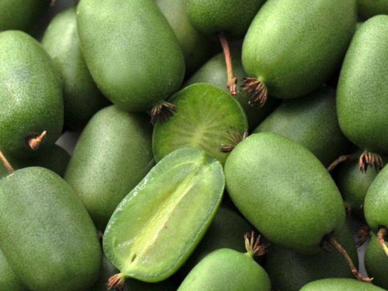 Актинидия купить саженцы из питомнике в Томске