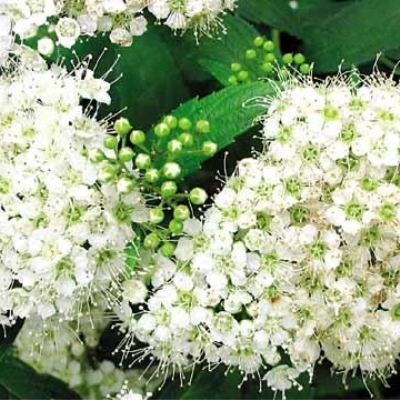 Спирея "АЛЬБИФЛОРА" (стакан Р9)