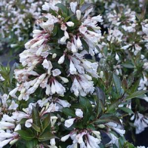Вейгела "БЛЭК ЭНД ВАЙТ"
