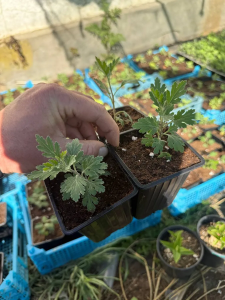 Хризантема Код Грин, Кельвин Мандарин, Белый Помпон, 3 шт