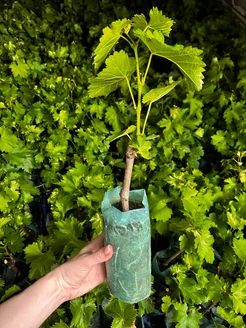 Виноград "АЛИ-БАБА" ранний